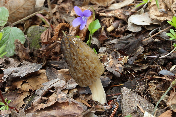 smrčok kužeľovitý Morchella conica Pers.