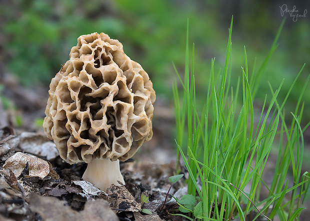 smrčok jedlý Morchella esculenta (L.) Pers.