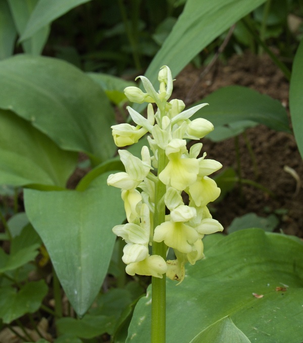 vstavač bledý Orchis pallens L.