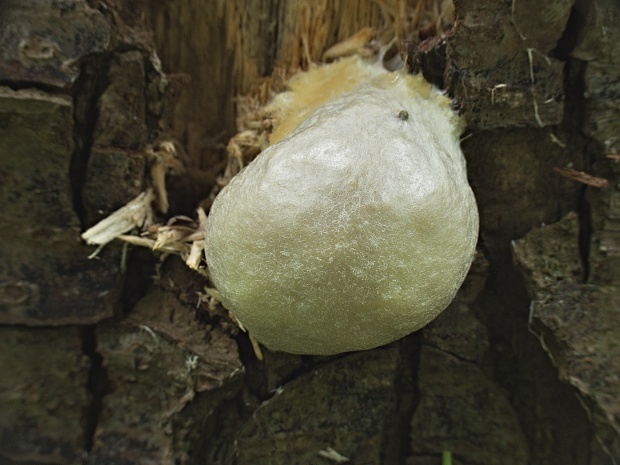 sieťnatka obyčajná Reticularia lycoperdon Bull.