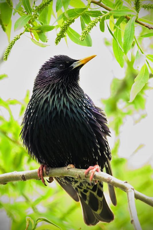 škorec obyčajný Sturnus vulgaris