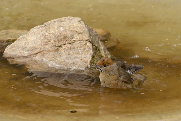 penica čiernohlavá - samička Sylvia atricapilla