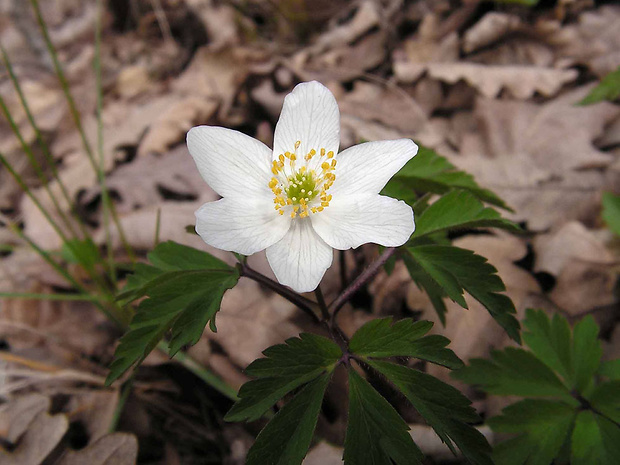 veternica hájna Anemone nemorosa L.