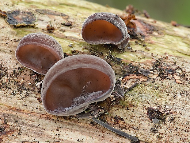 uchovec bazový Auricularia auricula-judae (Bull.) Quél.