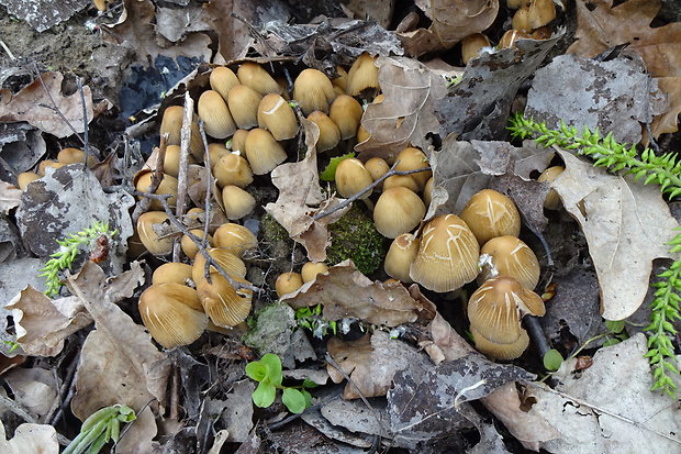 hnojník - biotop Coprinellus sp.