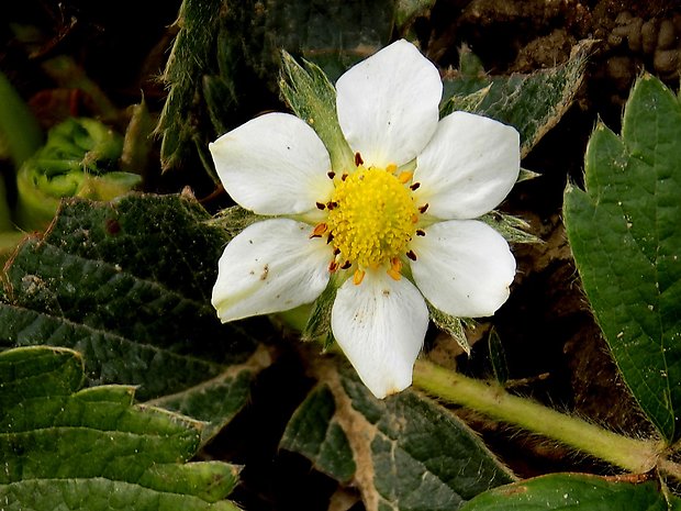 jahoda Fragaria sp.