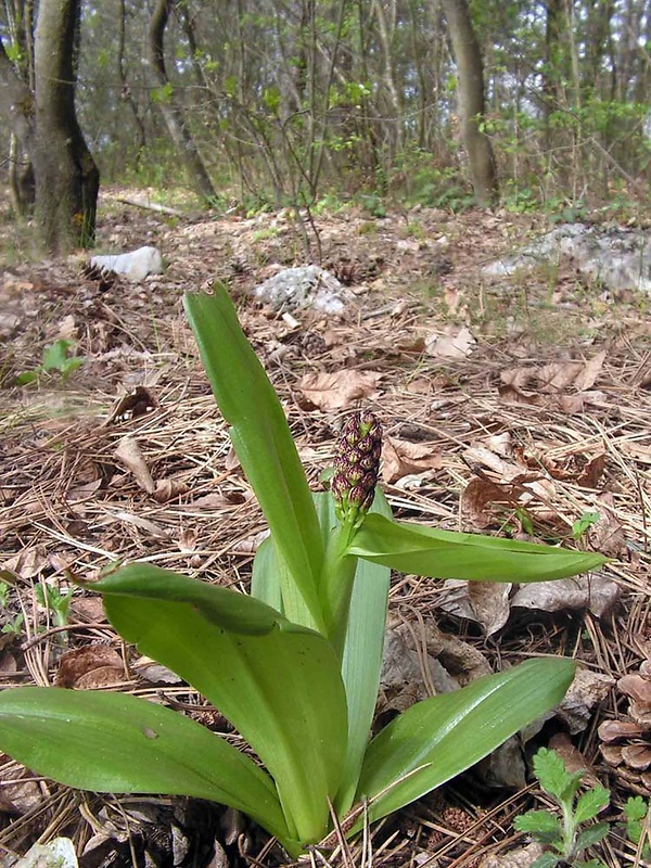 vstavač purpurový Orchis purpurea Huds.