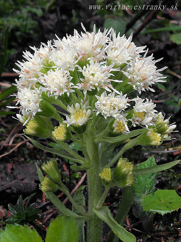 deväťsil biely Petasites albus (L.) P. Gaertn.