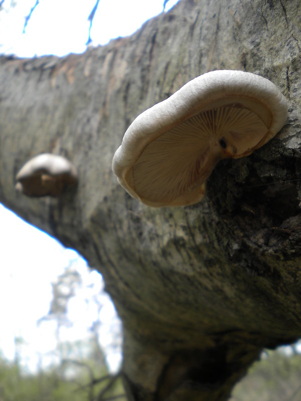 hliva závojová Pleurotus calyptratus (Lindblad ex Fr.) Sacc.