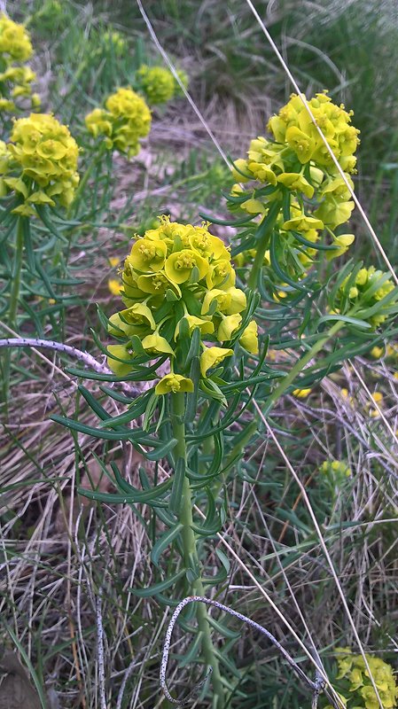 mliečnik chvojkový Tithymalus cyparissias (L.) Scop.