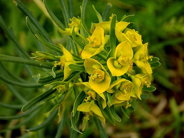 mliečnik chvojkový Tithymalus cyparissias (L.) Scop.