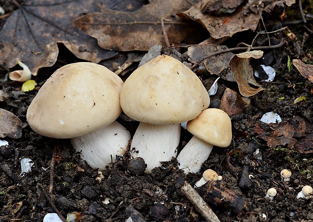 čírovnica májová Calocybe gambosa (Fr.) Donk