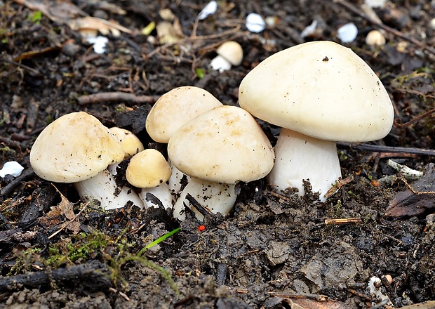 čírovnica májová Calocybe gambosa (Fr.) Donk