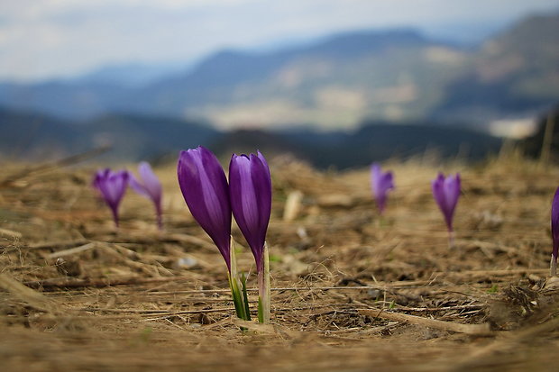 šafran karpatský Crocus heuffelianus Herb.