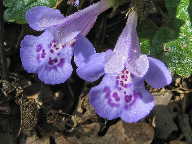 zádušník brečtanovitý Glechoma hederacea L.