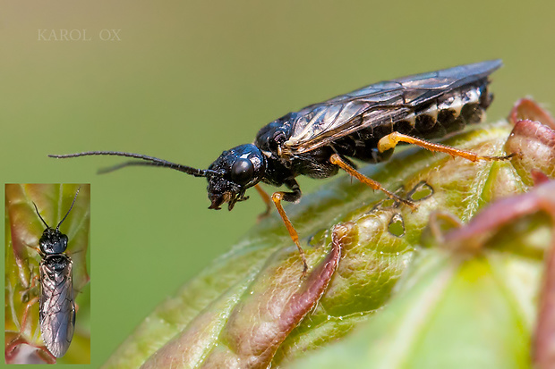 ploskanka čerešňová Neurotoma nemoralis