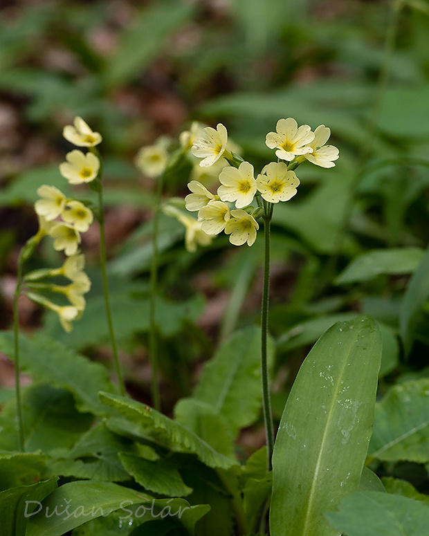 prvosienka vyššia Primula elatior (L.) L.