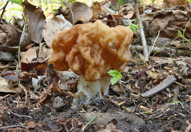 ušiak obrovský Gyromitra gigas (Krombh.) Cooke