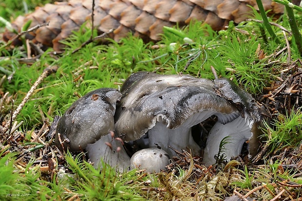 šťavnačka marcová Hygrophorus marzuolus (Fr.) Bres.