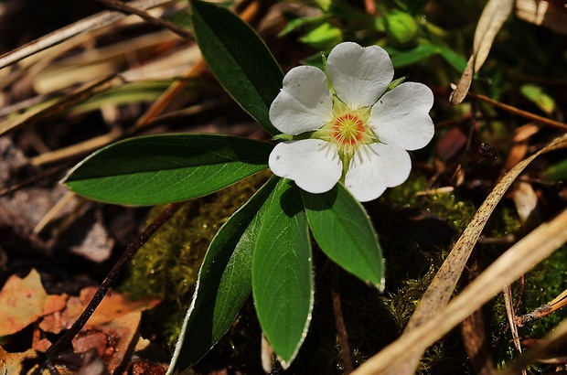 nátržník biely Potentilla alba L.