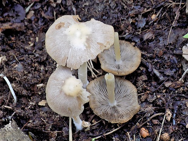 drobuľka Candolleova Psathyrella candolleana (Fr.) Maire