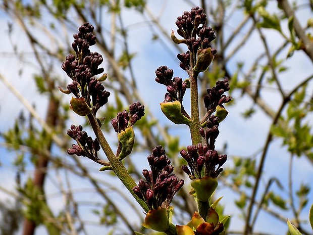 orgován obyčajný-ine Syringa vulgaris L.