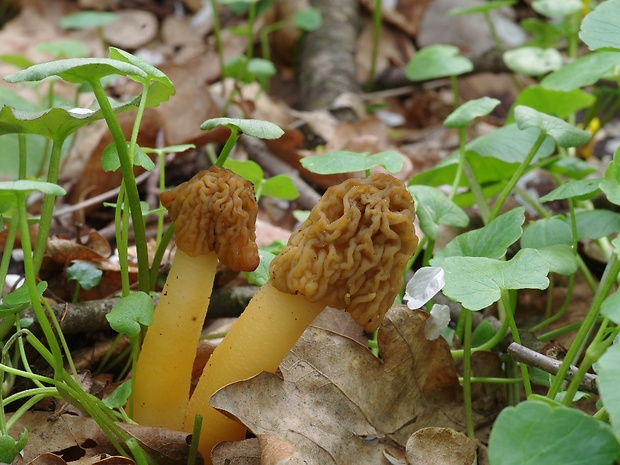 smrčkovec český Verpa bohemica (Krombh.) J. Schröt.