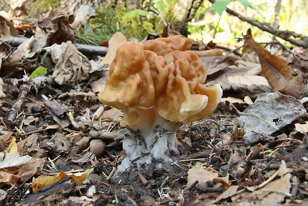 ušiak obrovský Gyromitra gigas (Krombh.) Cooke