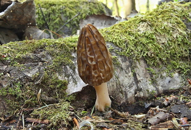 smrčok kužeľovitý Morchella conica Pers.