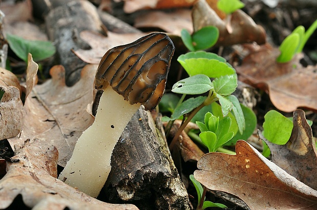 smrčok hybridný Morchella semilibera DC.