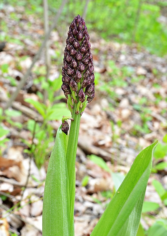 vstavač purpurový Orchis purpurea Huds.