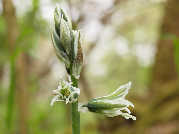 bledavka boucheova Ornithogalum boucheanum (Kunth) Asch.