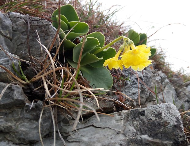 prvosienka holá Primula auricula L.