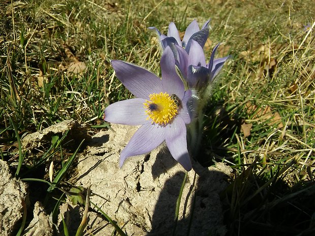 poniklec veľkokvetý Pulsatilla grandis Wender.