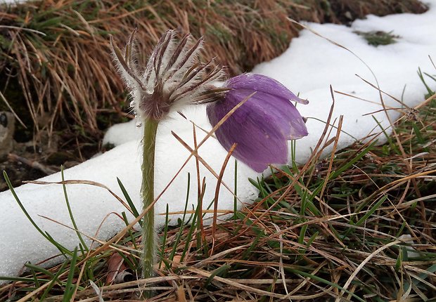 poniklec jarný Pulsatilla vernalis (L.) Mill.