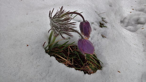 poniklec jarný Pulsatilla vernalis (L.) Mill.