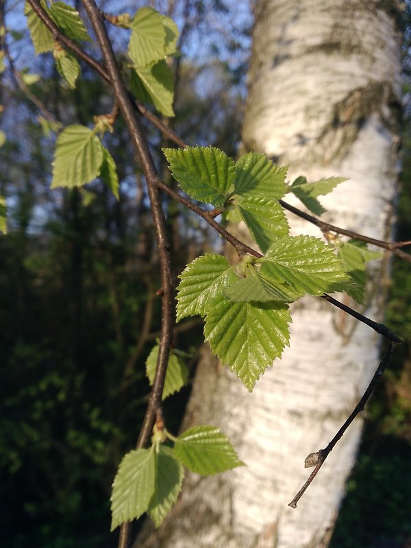 breza previsnutá Betula pendula Roth