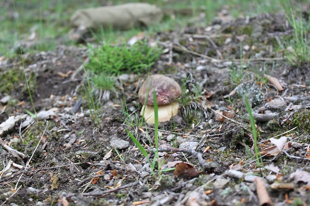 hríb sosnový Boletus pinophilus Pil. et Dermek in Pil.