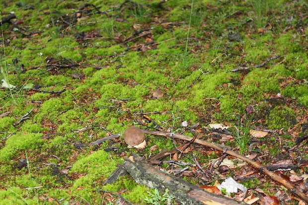 hríb sosnový Boletus pinophilus Pil. et Dermek in Pil.