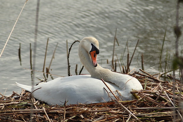 labuť hrbozobá Cygnus olor