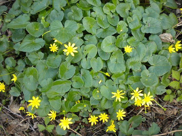 blyskáč cibuľkatý Ficaria bulbifera Holub