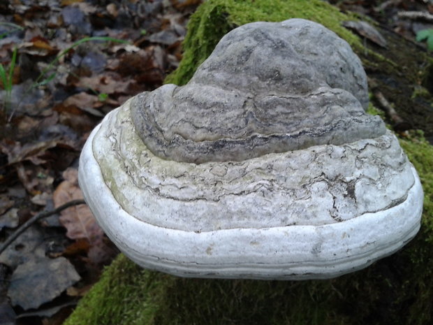 práchnovec kopytovitý Fomes fomentarius (L.) J.J. Kickx