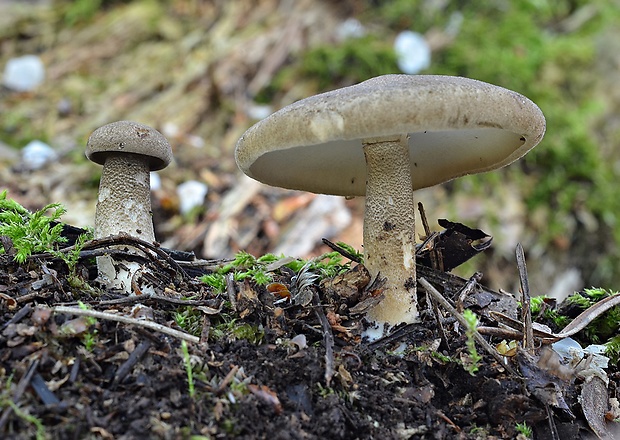 trúdnik strapkatý Lentinus substrictus (Bolton) Zmitr. & Kovalenko