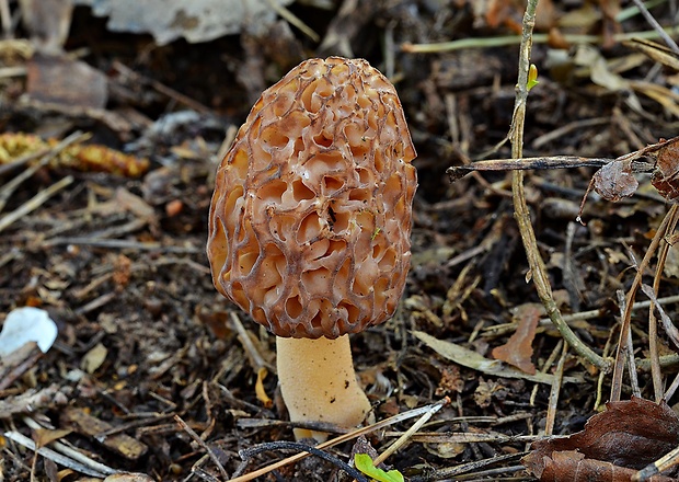 smrčok vysoký purpurový Morchella elata var.purpurascens Fr.