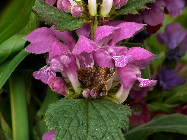 sivkavec rožcový (sk) / blýskavka rožcová (cz) Panemeria tenebrata Scopoli, 1763