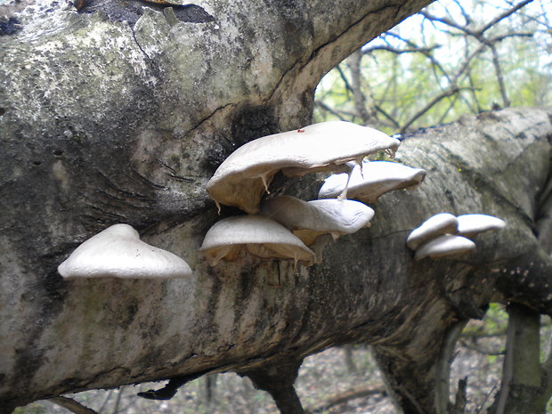 hliva závojová Pleurotus calyptratus (Lindblad ex Fr.) Sacc.