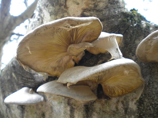 hliva závojová Pleurotus calyptratus (Lindblad ex Fr.) Sacc.