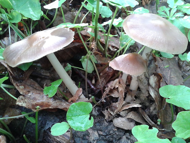 drobuľka vodomilná Psathyrella piluliformis (Bull.) P.D. Orton