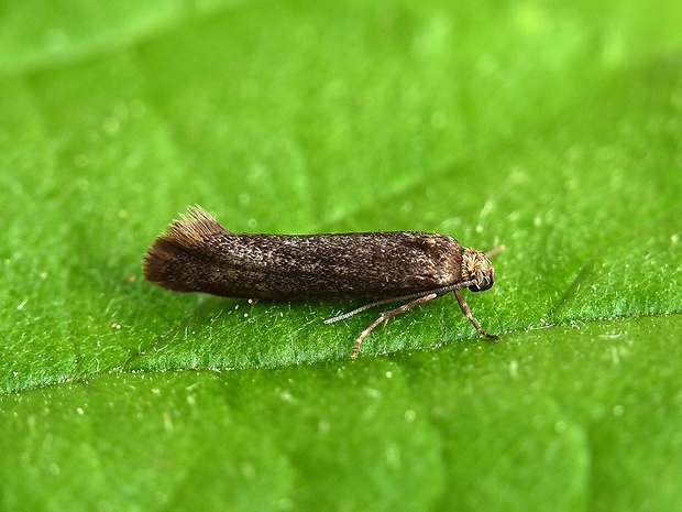 tmavomôľka Scythris sp.