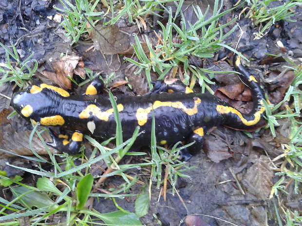 salamandra